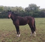 Bingo april 2020.jpg