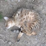 Dragons Bane rolling.jpg