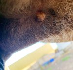 1FF49736-31A0-4DE5-8DB7-A0D159BAB2CE.jpeg 1FF49736-31A0-4DE5-8DB7-A0D159BAB2CE.jpeg