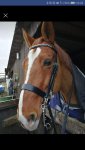 Arnie Bridle.jpg