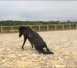 1E7D5CFB-9341-4239-9069-44F6806591F6.jpeg 1E7D5CFB-9341-4239-9069-44F6806591F6.jpeg