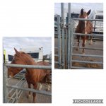 Collage 2020-06-09 15_45_28.jpg