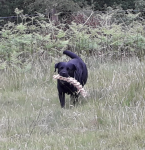 Pur gets a takeaway.png