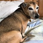 F9B87706-18B9-49F7-8FD2-FDFBCF3F1634.jpeg F9B87706-18B9-49F7-8FD2-FDFBCF3F1634.jpeg