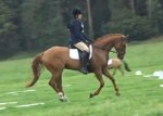 Reilee dressage pic.JPG