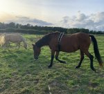 69DBC48D-695A-48DE-9D71-FFF1C902F886.jpeg 69DBC48D-695A-48DE-9D71-FFF1C902F886.jpeg