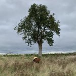 07CB7094-AE69-4E3A-8D95-B60D67614678.jpeg 07CB7094-AE69-4E3A-8D95-B60D67614678.jpeg