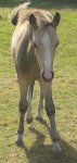 FOAL (2).jpg