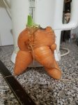 carrot.jpg