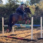 Hen jumping Sept 2020.jpg Hen jumping Sept 2020.jpg