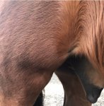 2C6AD20F-4062-49FE-B7E9-634F2ECB1FD0.jpeg 2C6AD20F-4062-49FE-B7E9-634F2ECB1FD0.jpeg