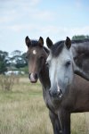 mum and foal.jpg