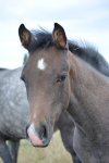 foal close up.jpg