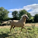 98F81096-A1C1-48A3-8B09-58BCBD61C009.jpeg 98F81096-A1C1-48A3-8B09-58BCBD61C009.jpeg