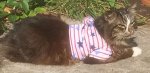 cat.jpg