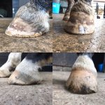 3565124A-8700-4929-B401-56D1349447C1.jpeg 3565124A-8700-4929-B401-56D1349447C1.jpeg