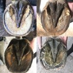 8CC76022-8DD7-4CA9-9C57-DDBD6BC38D15.jpeg 8CC76022-8DD7-4CA9-9C57-DDBD6BC38D15.jpeg