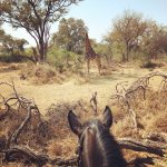 WALgiraffe2 - 1.jpeg