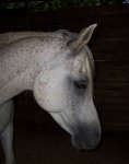 close up of horses 011.JPG