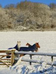 Snow horses 2017.jpg