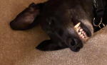 1550270593171.png