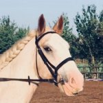 40678771_10157075461309063_1863737144690868224_n.jpg 40678771_10157075461309063_1863737144690868224_n.jpg