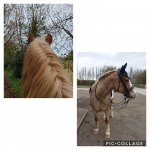 Collage 2019-03-04 19_44_10.jpg