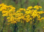 ragwort.jpg