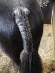 blue tail plait.jpg