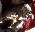 ody and kittens 004.JPG