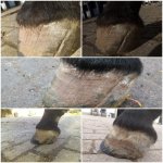 IMG-20210501-WA0001.jpg IMG-20210501-WA0001.jpg