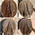 Screenshot_20210503-175545_Gallery.jpg Screenshot_20210503-175545_Gallery.jpg