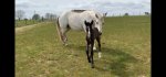 Mollys Foal.jpg