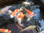 koi fish.jpg