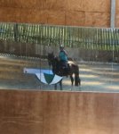 Bingo umbrella carrying.jpg