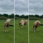 77D0D90D-8978-4DF1-BE72-969E76427C85.jpeg 77D0D90D-8978-4DF1-BE72-969E76427C85.jpeg