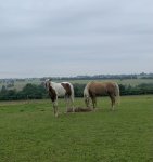 D60D503B-5B69-4C8F-BBFE-C73C6EEDCA95.jpeg D60D503B-5B69-4C8F-BBFE-C73C6EEDCA95.jpeg