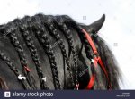 horse-with-plaits-on-mane-at-event-show-C0XNM8-800x588.jpg