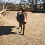 Mini mule.jpg
