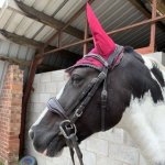 0C2A14F2-07BF-46C2-A516-A3FD83D1CA77.jpeg 0C2A14F2-07BF-46C2-A516-A3FD83D1CA77.jpeg