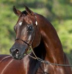 2CE2CEA8-D61F-4F32-98CA-632E77F7F279.jpeg 2CE2CEA8-D61F-4F32-98CA-632E77F7F279.jpeg