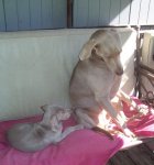 puppy on the terrace 004.JPG