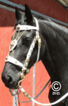 bridle1.gif