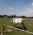 kitten learning.jpg kitten learning.jpg