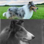 collie.jpg