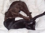 new grems, Rosie and doorframe 006.JPG