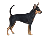 Russian_Toy_Terrier_Rev_Color_Small_File.png