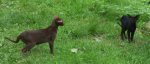 kittens outside and balcony thing 001.JPG