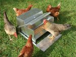 Grandpas-Feeders-Automatic-Chicken-Feeders-10-e1570668103983.jpg