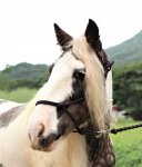 Foggy MF ps (4).jpeg